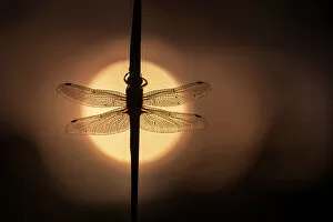 Images Dated 3rd August 2022: Scarce Chaser dragonfly (Libellula fulva) silhouetted against the rising sun, Lower Tamar Lakes
