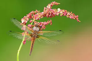 Arthropoda Collection: Scarce chaser dragonfly (Libellula fulva) covered in dew, roosting on common sorrel (Rumex acetosa)