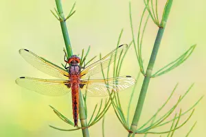 Pteridophyte Prints: Scarce chaser dragonfly (Libellula fulva) female