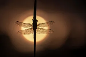 Shape Prints: Scarce Chaser dragonfly (Libellula fulva) silhouetted against the rising sun