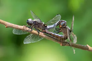 Somerset Prints: Scarce chaser (Libellula fulva) dragonflies pair mating on a tree branch