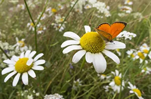 Scarce Copper (Lycaena virgaureae) male in meadow on ox-eye daisy, Joutsa (formerly Leivonmaki)