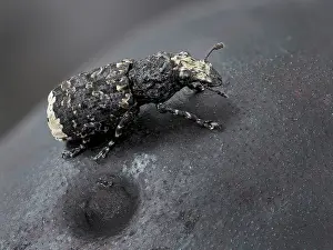 Rhinotia Prints: Scarce fungus weevil (Platyrhinus resinosus) resting on top of Cramp ball fungus (Daldinia concentrica) Hertfordshire
