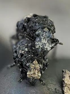 Rhinotia Prints: Scarce fungus weevils (Platyrhinus resinosus) mating pair on top of Cramp ball fungus (Daldinia concentrica)