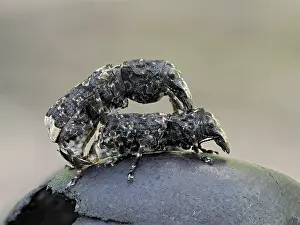 Rhinotia Prints: Scarce fungus weevils (Platyrhinus resinosus) mating pair on top of Cramp ball fungus (Daldinia concentrica)