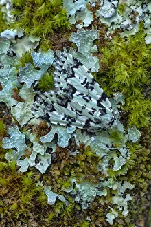 Noctuid Prints: Scarce Merveille du Jour moth (Moma alpium) camouflaged against lichen, Beetzseeheide