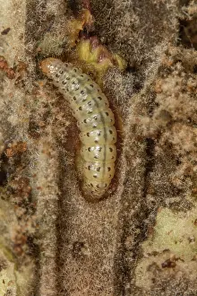 Scrofulaires Prints: Scarce straw pearl moth (Paracosia repandalis) caterpillar inside Great mullein (Verbascum thapsus)