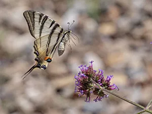 Animal Markings Prints: Scarce swallowtail butterfly (Iphiclides podalirius) landing on a flower
