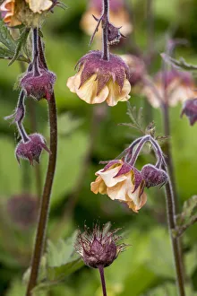 Flowers Prints: Scarlet avens (Geum chiloense / Geum quellyon) in flower, native to Chile. May