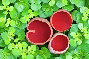 Colourful Gallery: Scarlet elf cup fungi (Sarcoscypha coccinea), Uplyme, Devon, England, UK