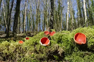 April 2022 highlights Gallery: Scarlet elf cup fungi (Sarcoscypha coccinea) growing on rotten mossy log among leaf litter in deciduous woodland