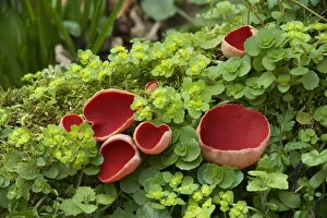 Fungus Gallery: Scarlet elf cup fungus (Sarcoscypha coccinea) amongst Opposite-leaved golden-saxifrage