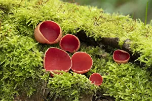 Fungus Gallery: Scarlet elf cup fungus (Sarcoscypha coccinea) Clare Glen, Tandragee, County Armagh