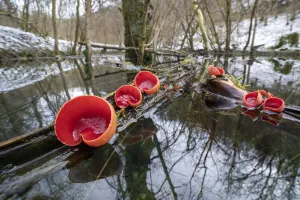 Scarlet elf cup fungus (Sarcoscypha coccinea) growing on dead branches floating in an