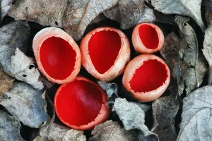 High Angle Shot Prints: Scarlet elf cup fungus (Sarcoscypha coccinea) growing on decaying alder branch in leaf litter