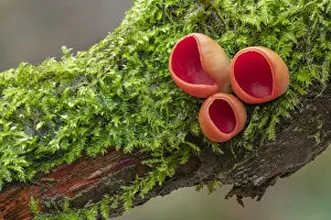 Scarlet elf cup (Sarcoscypha coccinea) Clare Glen, Tandragee, County Armagh
