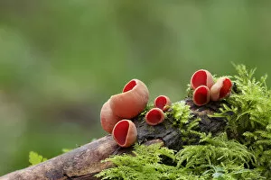 Ascomycetes Gallery: Scarlet elf cup (Sarcoscypha coccinea) in spring, Northern Ireland