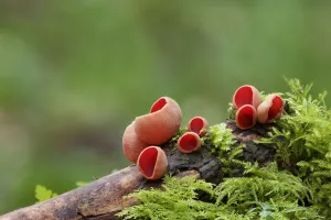 Images Dated 12th March 2017: Scarlet elf cup (Sarcoscypha coccinea) in spring, Northern Ireland