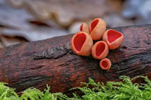Fungi Prints: Scarlet elfcup fungus (Sarcoscypha austriaca) growing on decaying branch