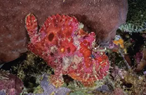 Frogfish Prints: Scarlet frogfish / Freckled frogfish (Antennarius coccineus) portrait