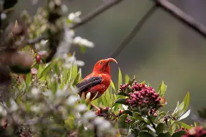 Fringillidae Prints: Scarlet honeycreeper (Vestiaria coccinea) perching in tree beside flowers