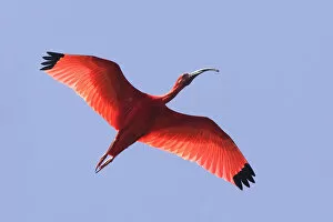 Images Dated 2006 February: Scarlet ibis (Eudocimus ruber), in flight, Coro, Venezuela