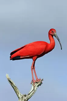 Red Gallery: Scarlet ibis (Eudocimus ruber), perched, Coro, Venezuela