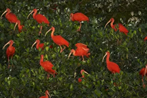 Patterns Prints: Scarlet ibis (Eudocimus ruber) roosting in trees on a small mangrove island in the Caroni