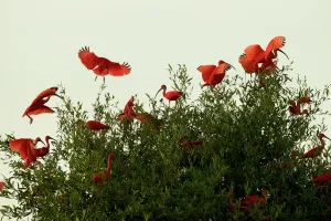 Threskiornithidae Prints: Scarlet Ibises (Eudocimus ruber) flying onto the top of a mangrove tree in the Orinoco River Delta