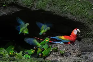 Parakeets Prints: Scarlet macaw (Ara macao)