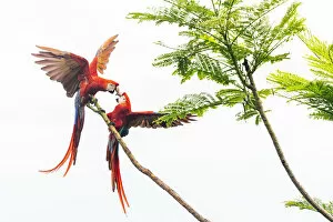 Psittacoidea Gallery: Scarlet Macaw (Ara macao) couple fighting in a tree Corcovado National Park