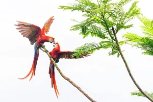Scarlet Macaw (Ara macao) couple fighting in a tree Corcovado National Park, Osa peninsula, Costa Rica