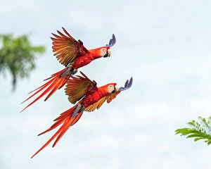 Images Dated 25th August 2020: Scarlet Macaw (Ara macao) couple in flight and breaking to land Corcovado National Park