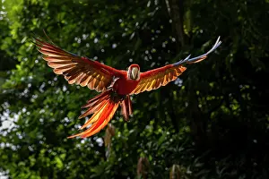 Arini Prints: Scarlet macaw (Ara macao) in flight, Punta Islita, Nicoya Peninsula, Costa Rica
