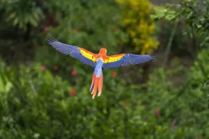 Scarlet Macaw (Ara macao) in flight over the rainforest Corcovado National Park