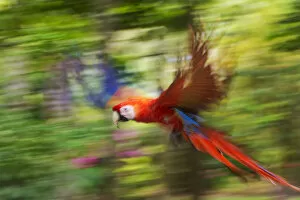 Arinae Gallery: Scarlet macaw (Ara macao) flying, blurred motion. Costa Rica