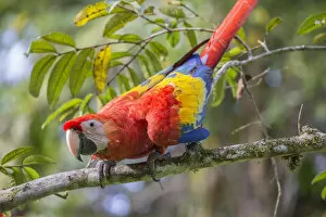 Phil Savoie Collection: Scarlet macaw (Ara macao) La Selva, Costa Rica