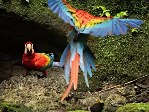 True Parrot Prints: Scarlet macaw (Ara macao) landing at salt lick, Napo Reserve, Amazon, Ecuador