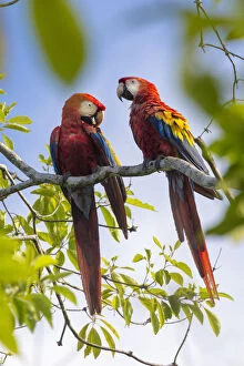 Arinae Gallery: Scarlet macaw (Ara macao) pair in tree, Osa Peninsula, Costa Rica