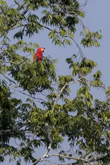 Scarlet macaw (Ara macao) perched on a branch above a claylick. Tambopata National Reserve