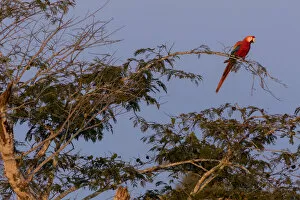 Scarlet Macaw (Ara macao) perched on a branch at sunset. Tambopata National Reserve