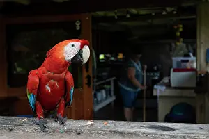 Arini Prints: Scarlet macaw (Ara macao) perched on stone wall feeding on peanuts left out by local people