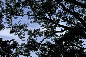 Arini Prints: Scarlet macaw (Ara macao) perched in tree