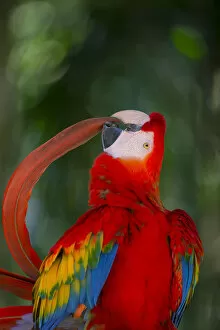 Psittacoidea Gallery: Scarlet Macaw (Ara macao) preening tail feather, Pantanal, Brazil