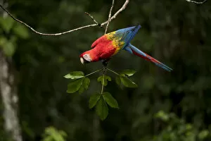 Psittacoidea Gallery: Scarlet macaw (Ara macao) in rainforest Tambopata National Reserve, Peru
