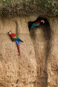 Arinae Gallery: Scarlet macaw (Ara macao) and Red and green macaw (Ara chloroptera) eating clay close