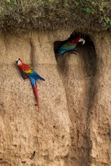 Feeding Behaviour Prints: Scarlet macaw (Ara macao) and Red and green macaw (Ara chloroptera) eating clay close