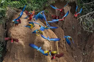 Scarlet macaws (Ara macao) and Blue and yellow macaws eating clay close to the Tambopata river
