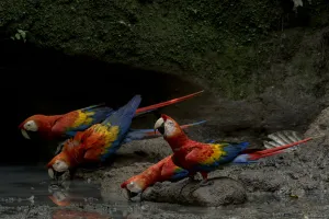 Four Prints: Scarlet Macaws (Ara macao) drinking water inside an Amazonian claylick