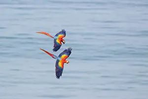 Arini Prints: Two Scarlet macaws (Ara macao) in flight, Corcovado, Costa Rica